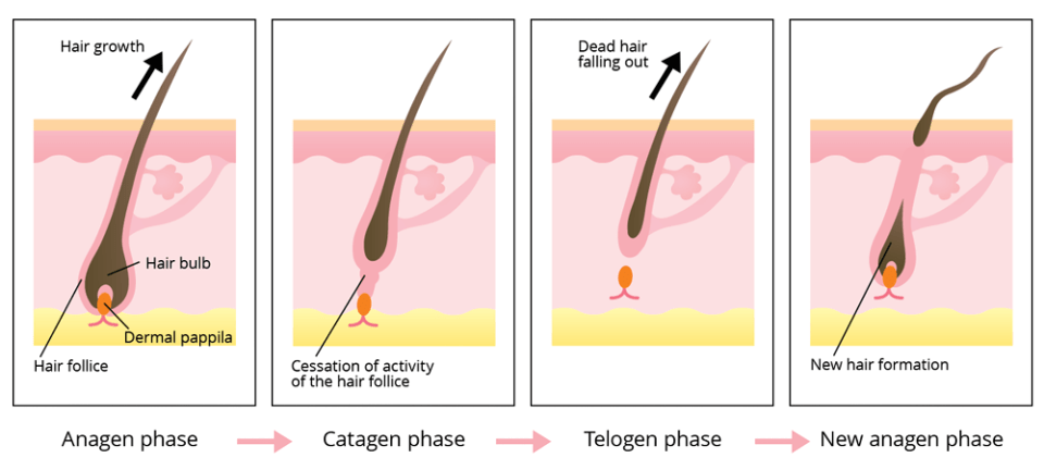 hair growth cycle anagen catagen telogen phases